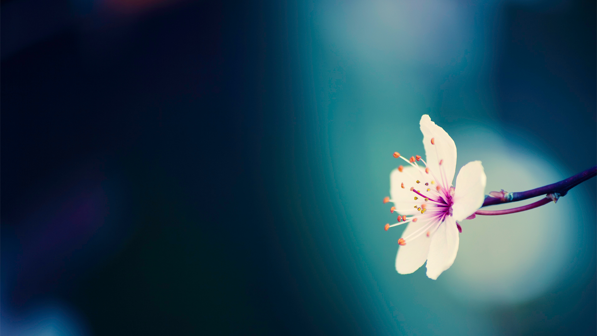 spring-flower-background